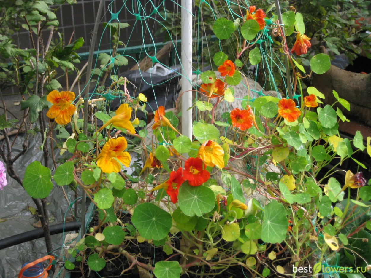 Настурция Длинноплетистая