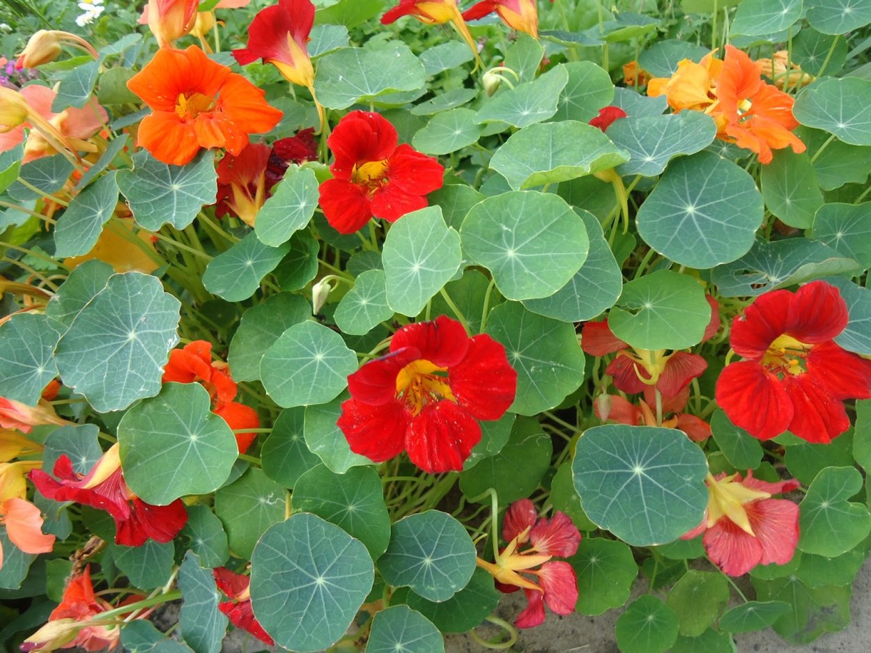 Настурция большая Мун