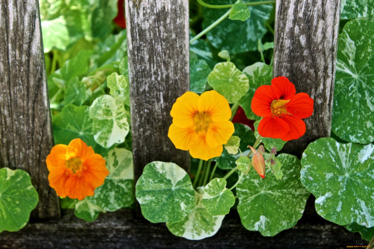 Настурция польза для почвы