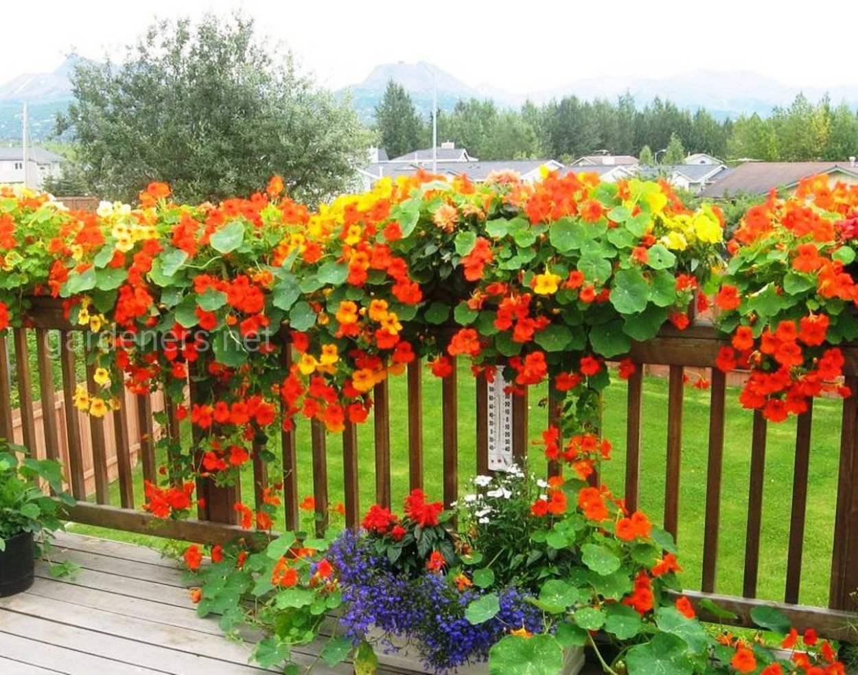 Настурция Лиана