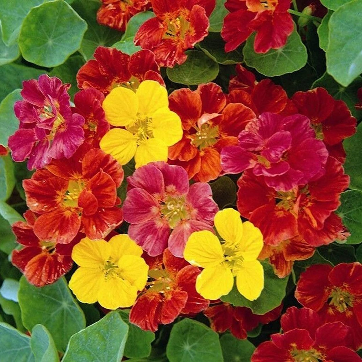 Калибрахоа Земляничный шелк