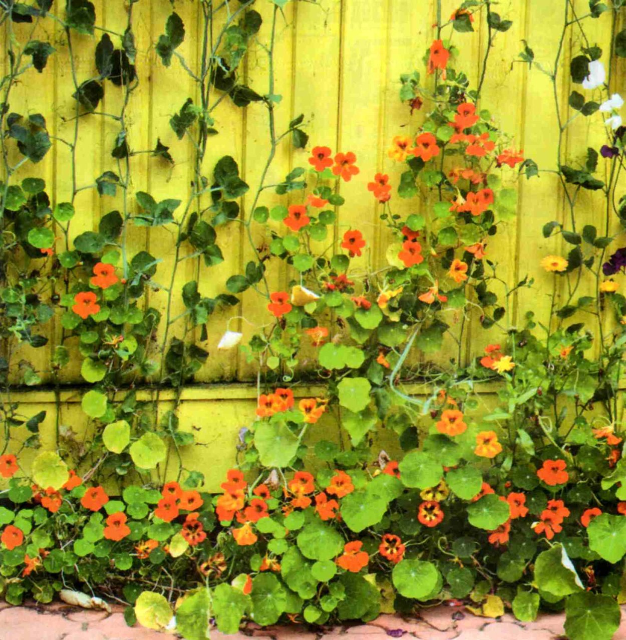 Настурция Вьюнок