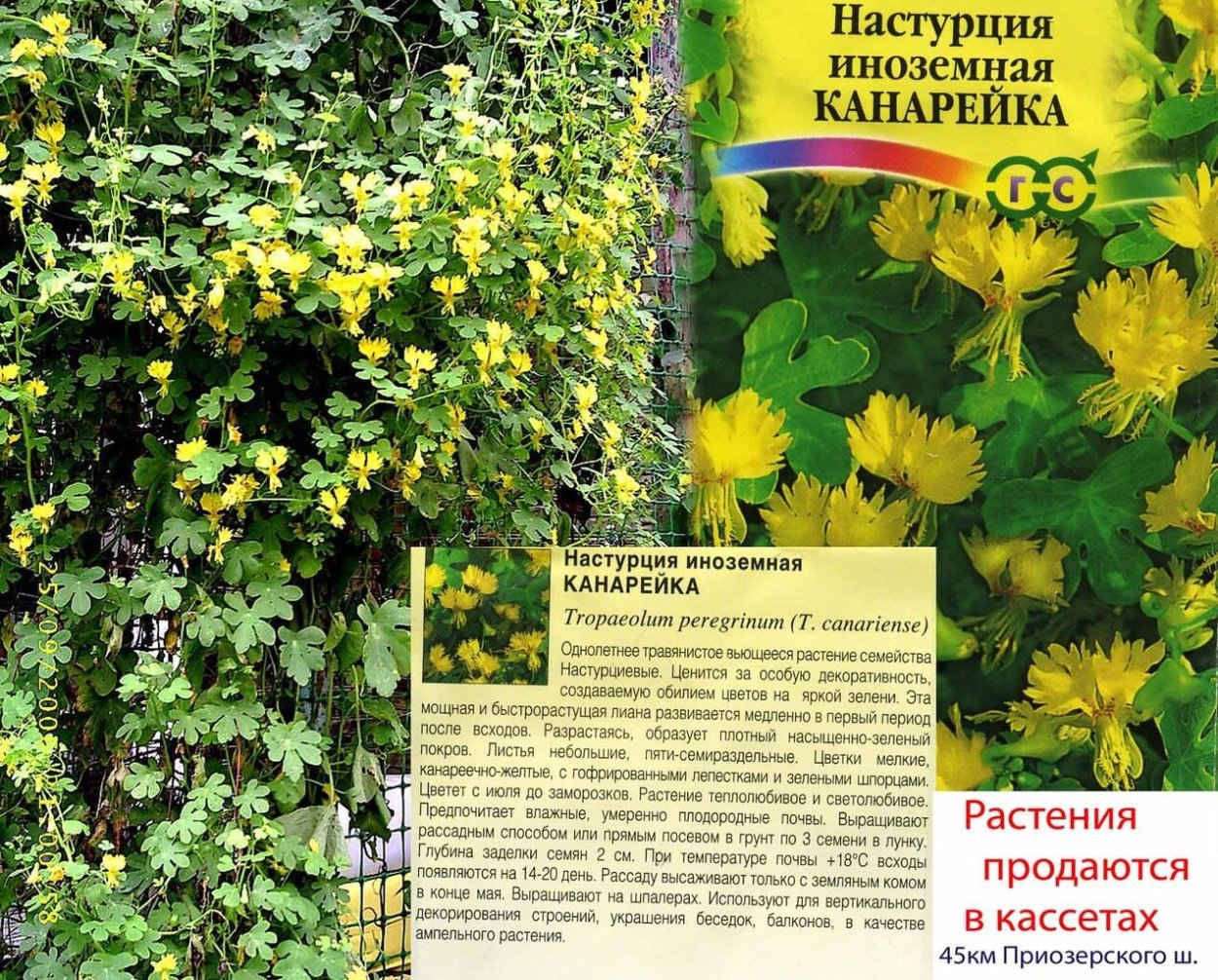 Настурция иноземная канарейка