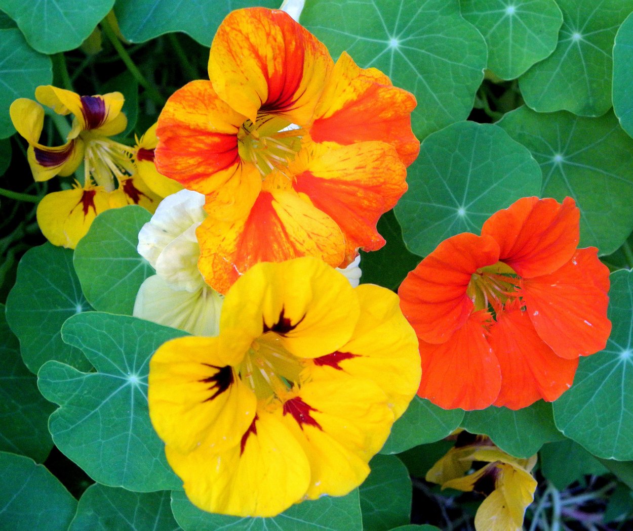 Петуния калибрахоа ампельная