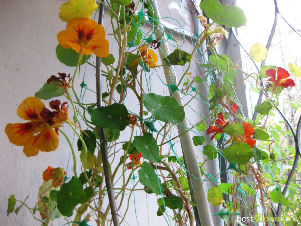 Настурция Лиана