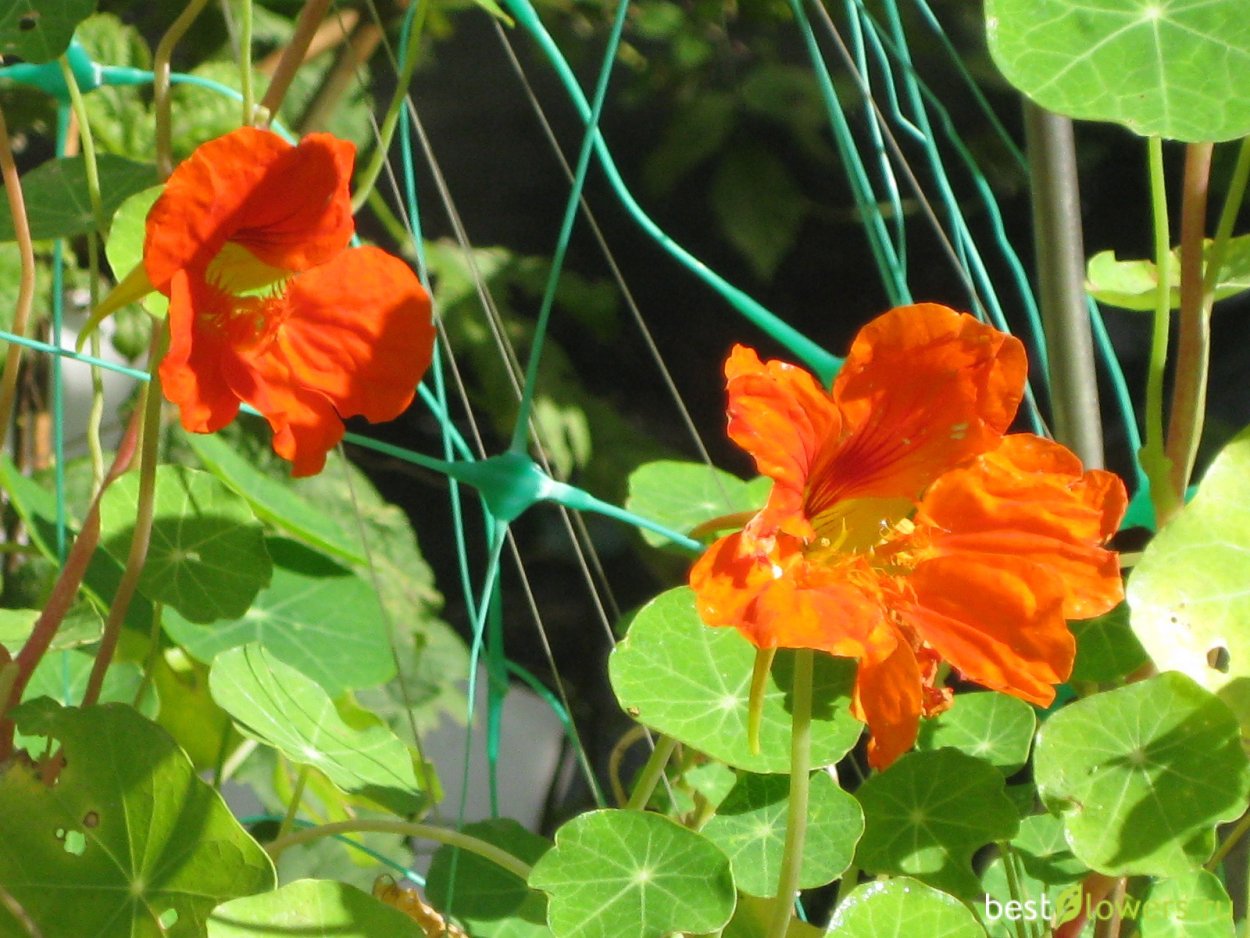 Вьющаяся настурция Лиана