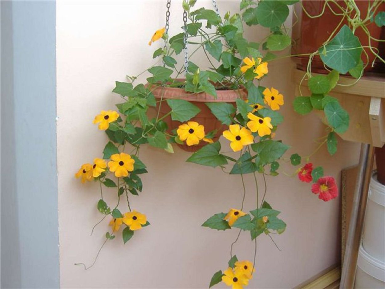 Настурция Голден Кинг