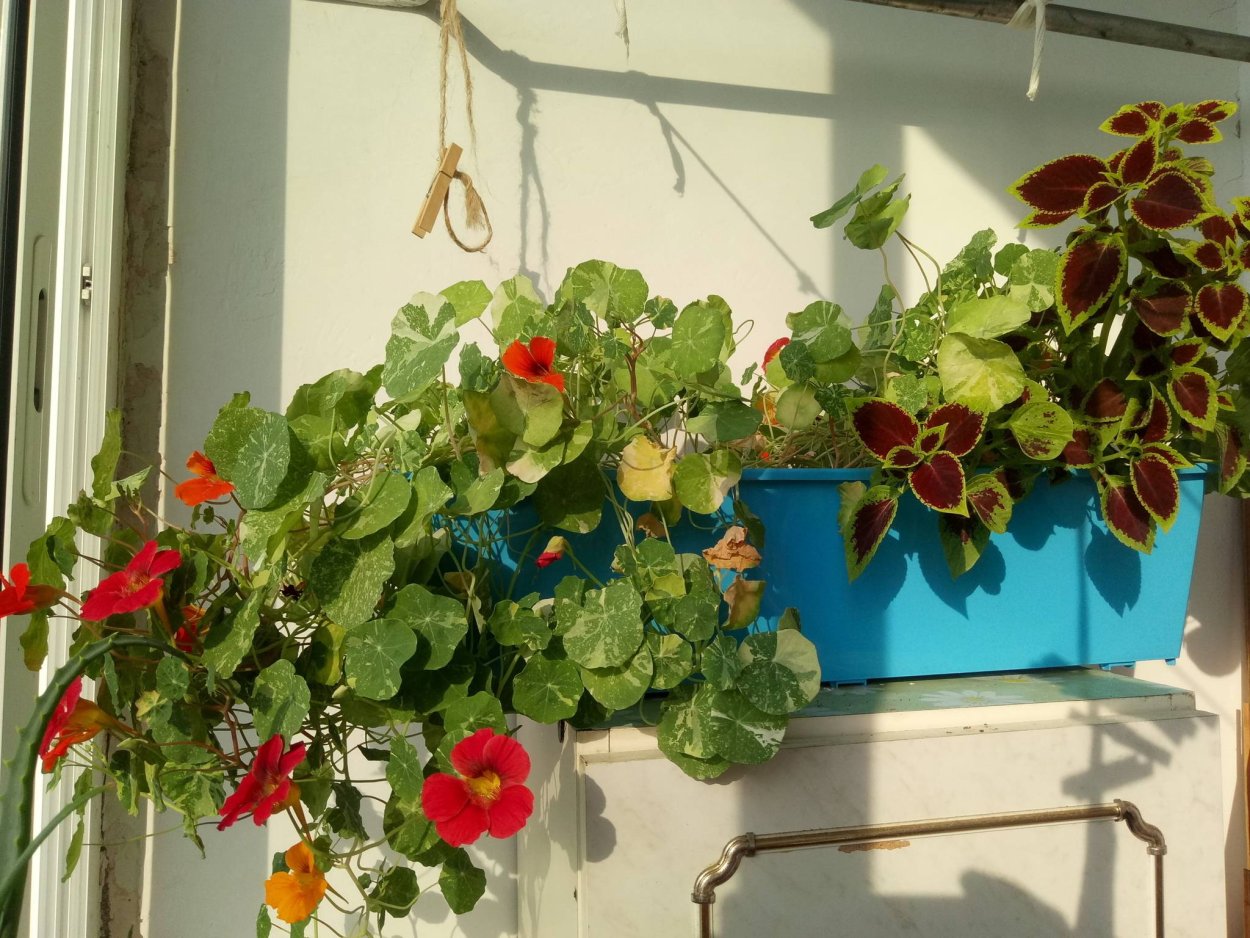 Настурция колеус балконе