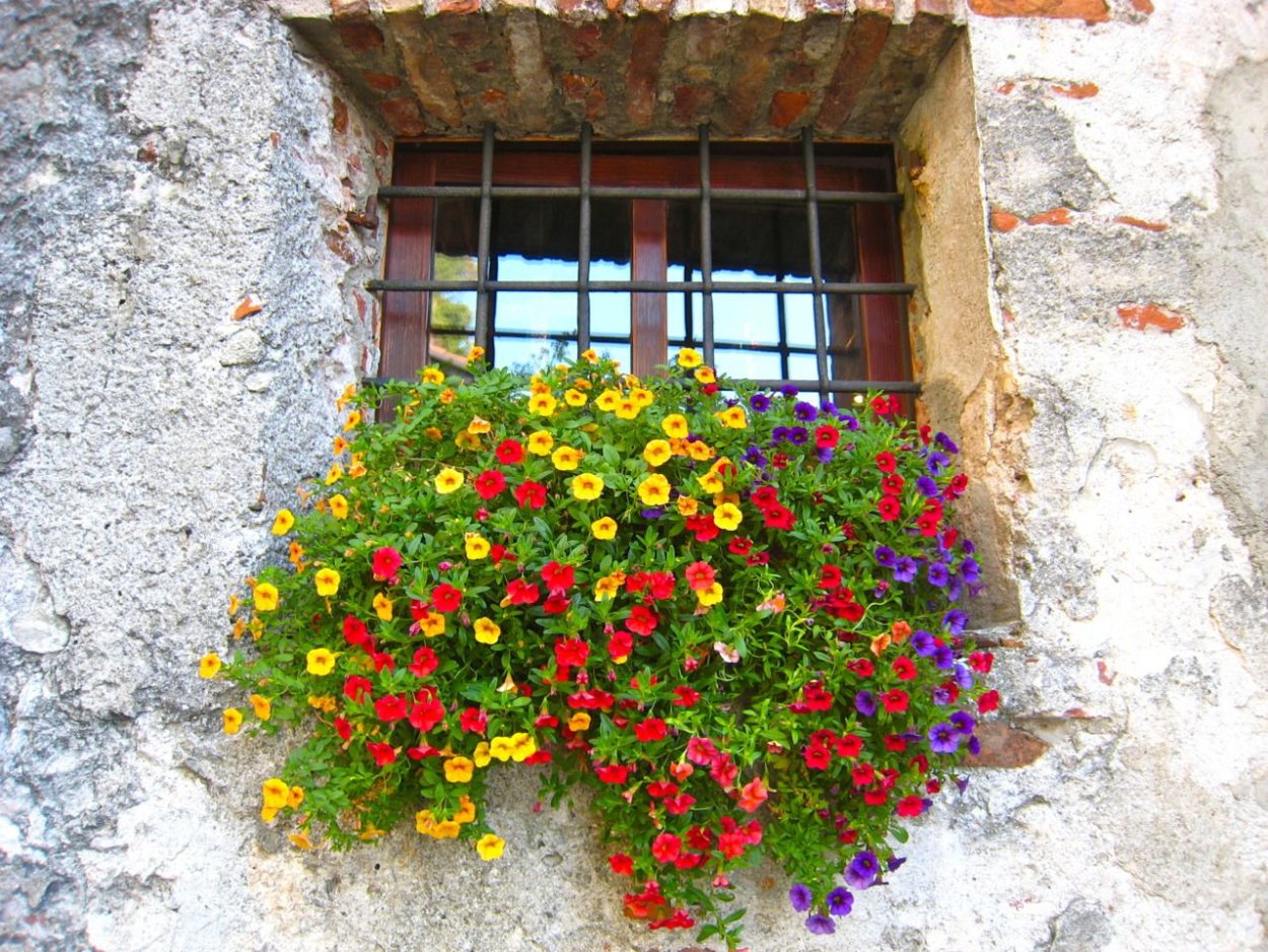 Настурция в ящике