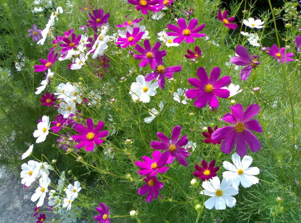 Миксбордер Прованс