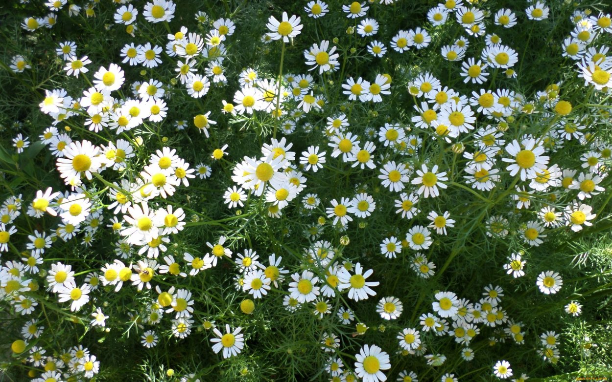 Нежные ромашки