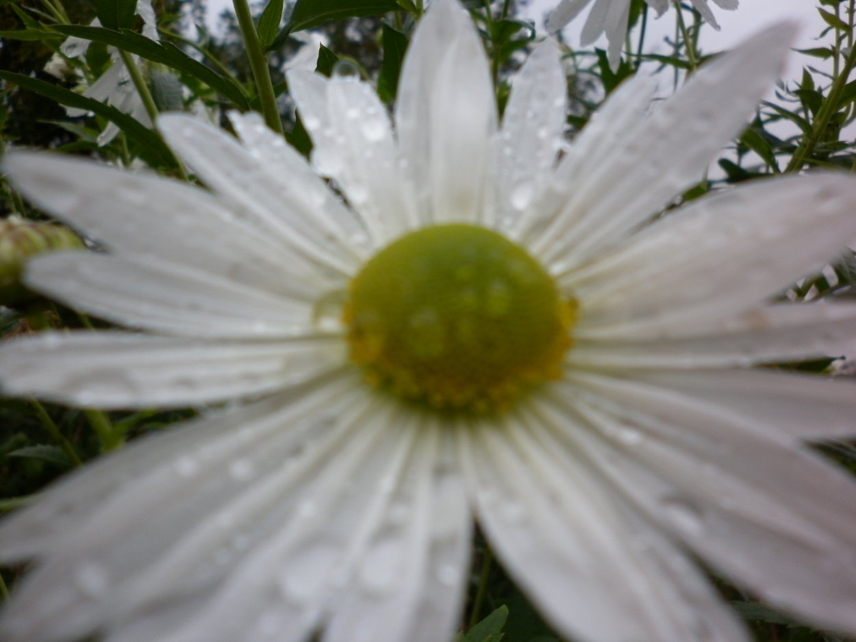 Арктотис Арлекин