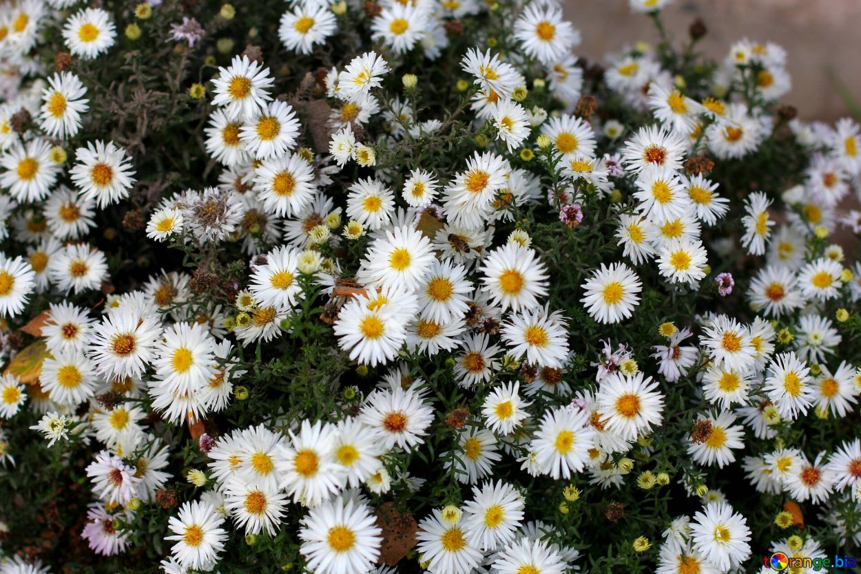 Поздняя Хризантема октябрист