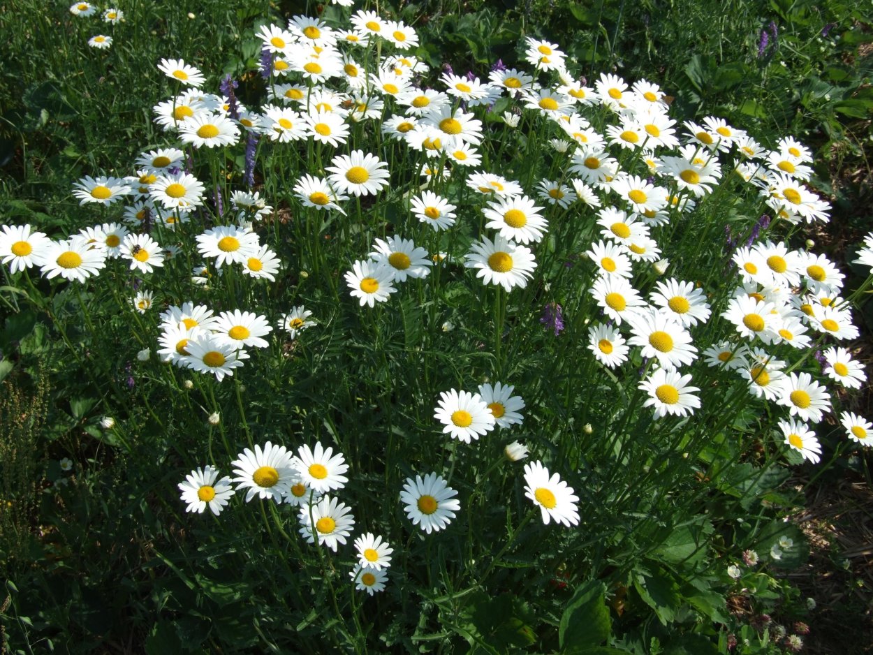 Ромашка Голден Финч