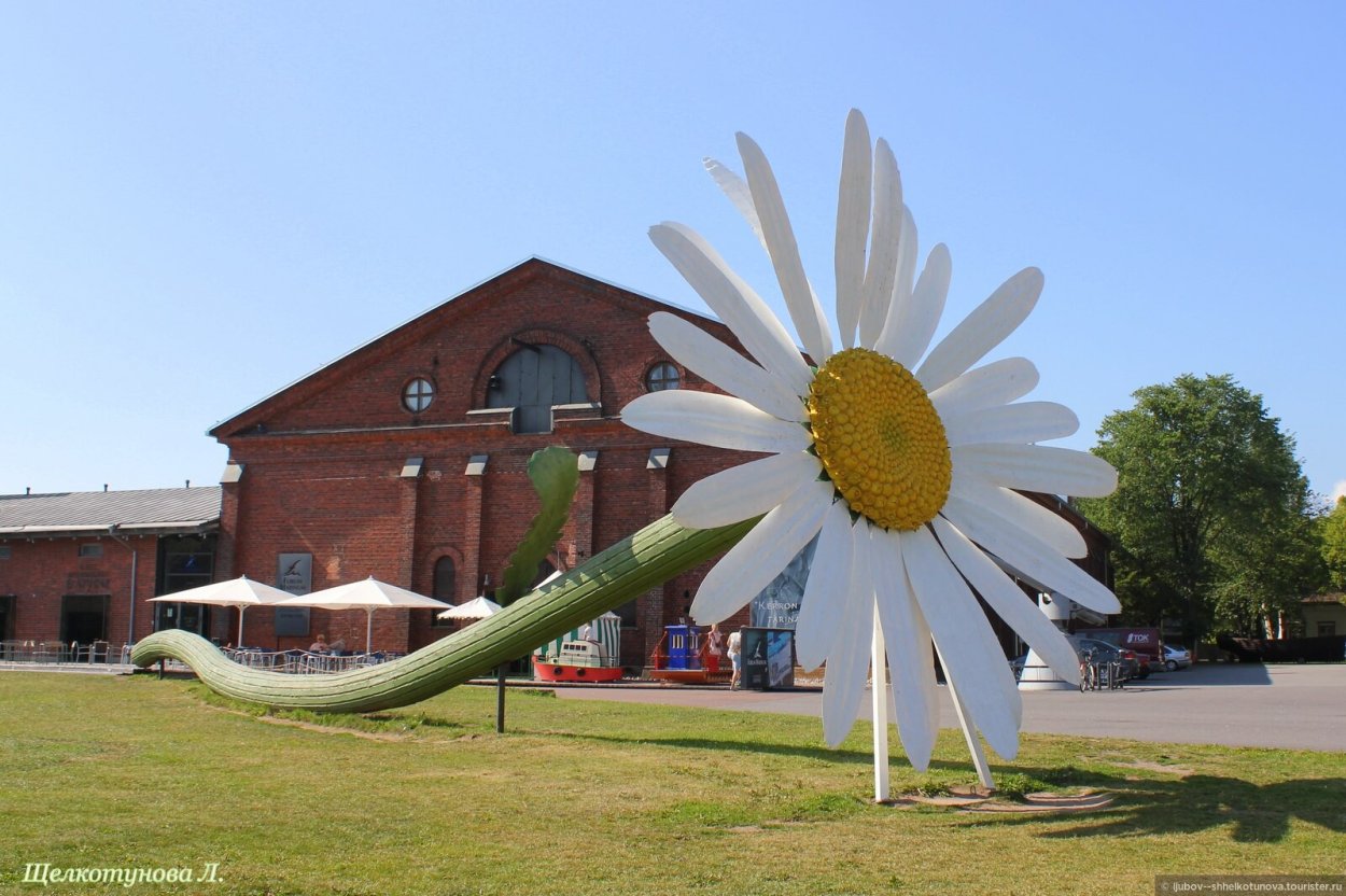 Ромашка Степная Полевая