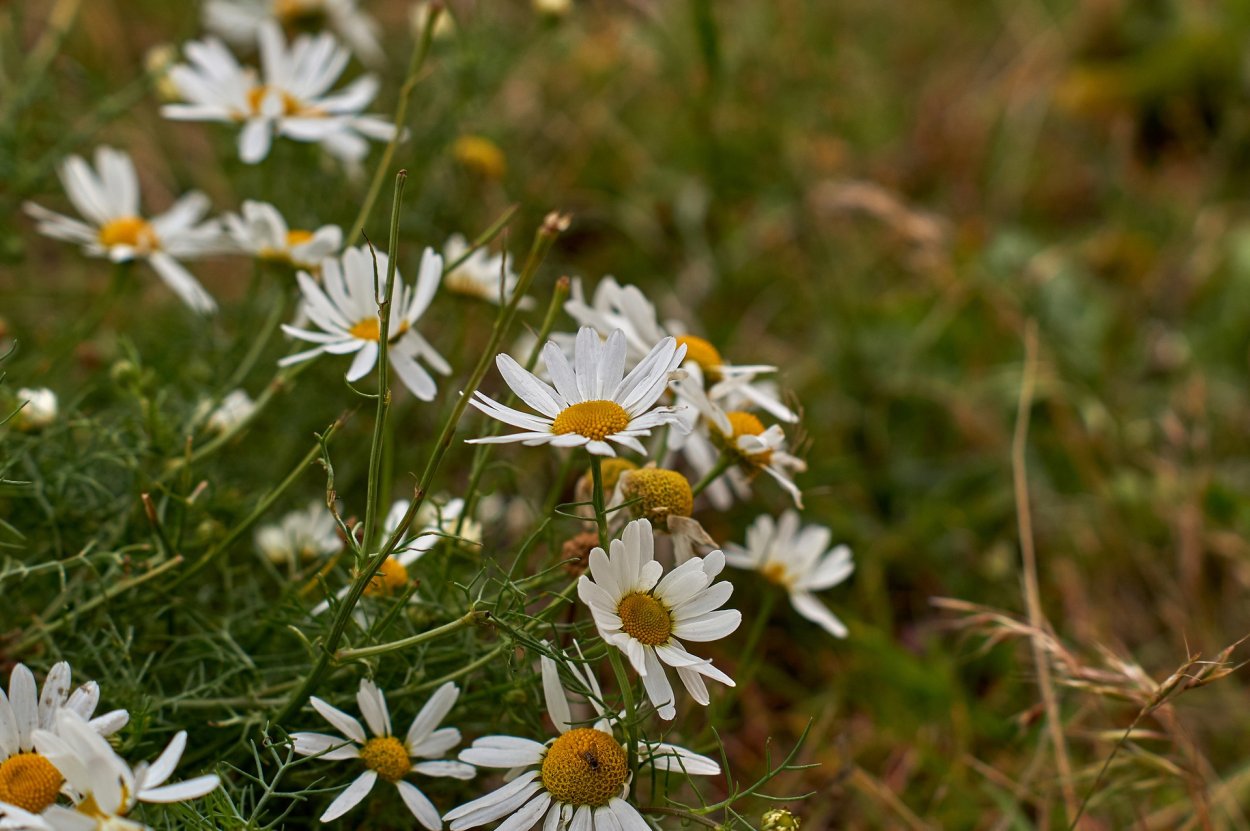 Астра Альпийская сентябринка