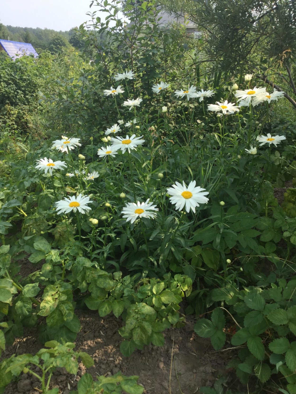 Астра кустовая фиолетовая