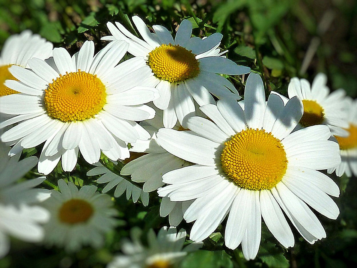 Ромашка гуллари