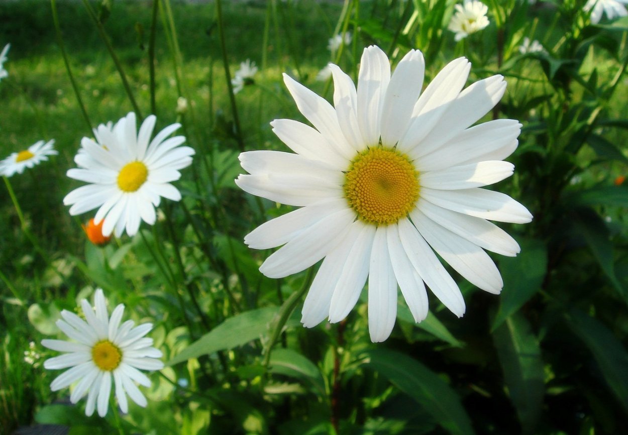 Осенние астры сентябринки