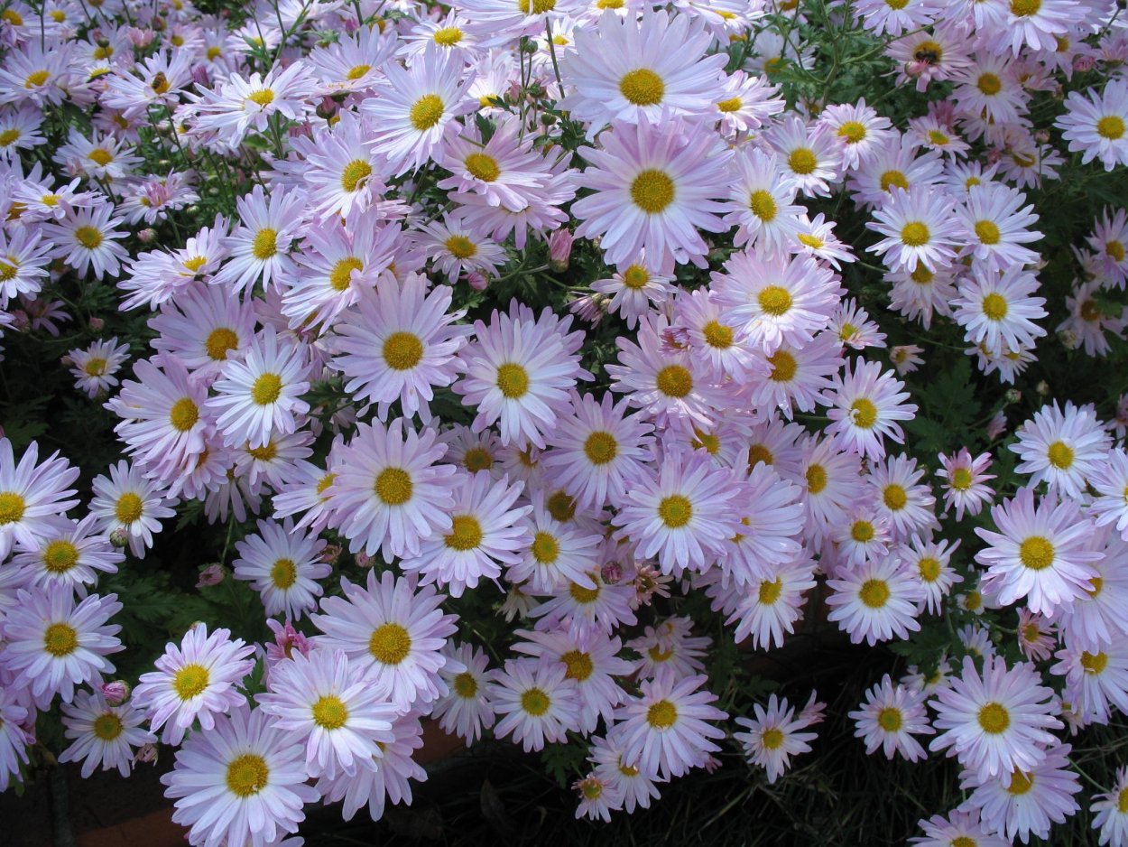 Leucanthemella serotina