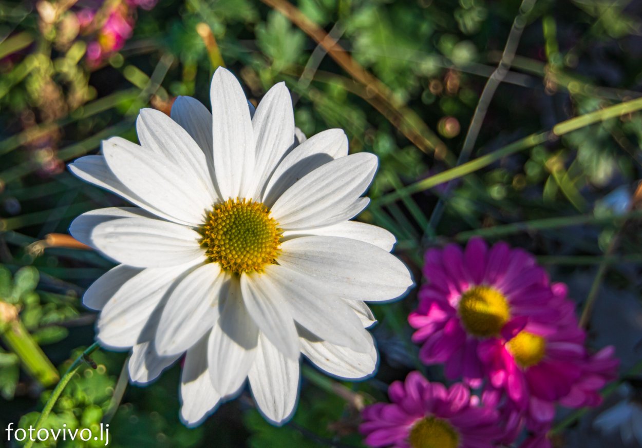 Нивяник Сноу леди