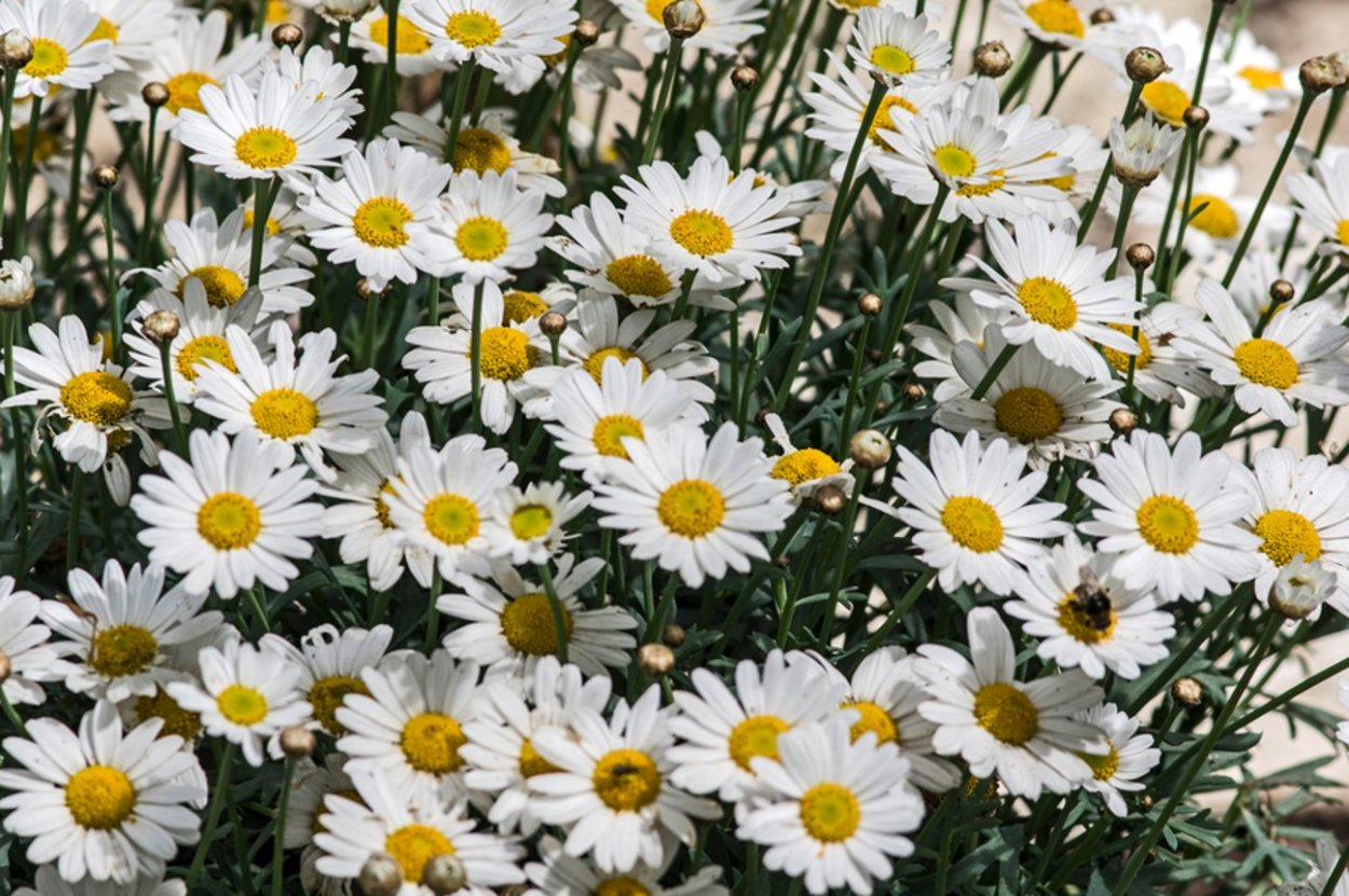 Леукантемелла осенняя