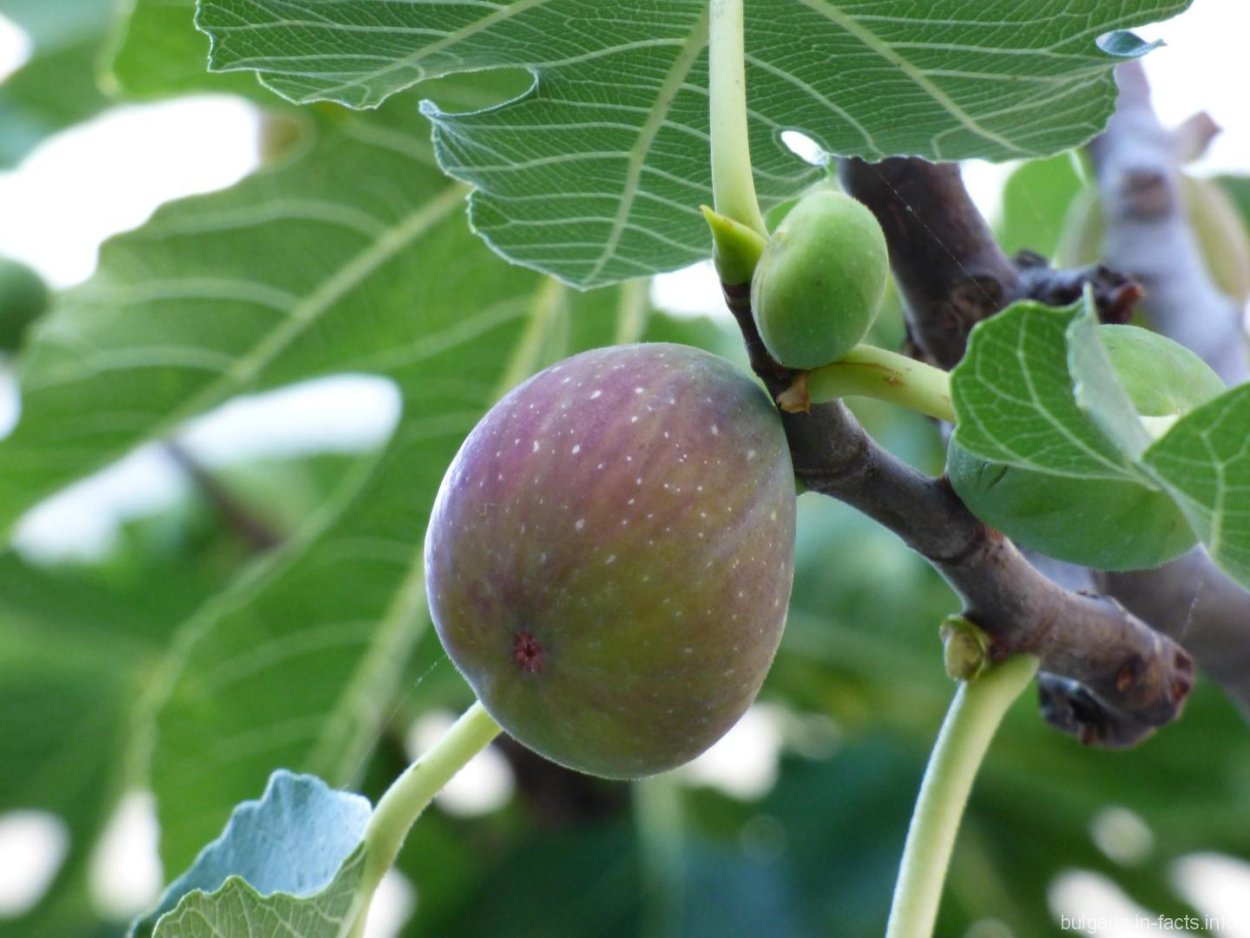 Инжир дерево цветение