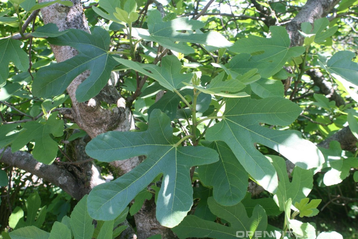 Смоковница дерево цветы