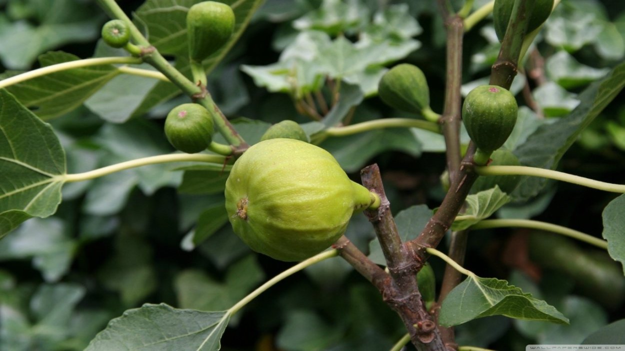Инжир цветет