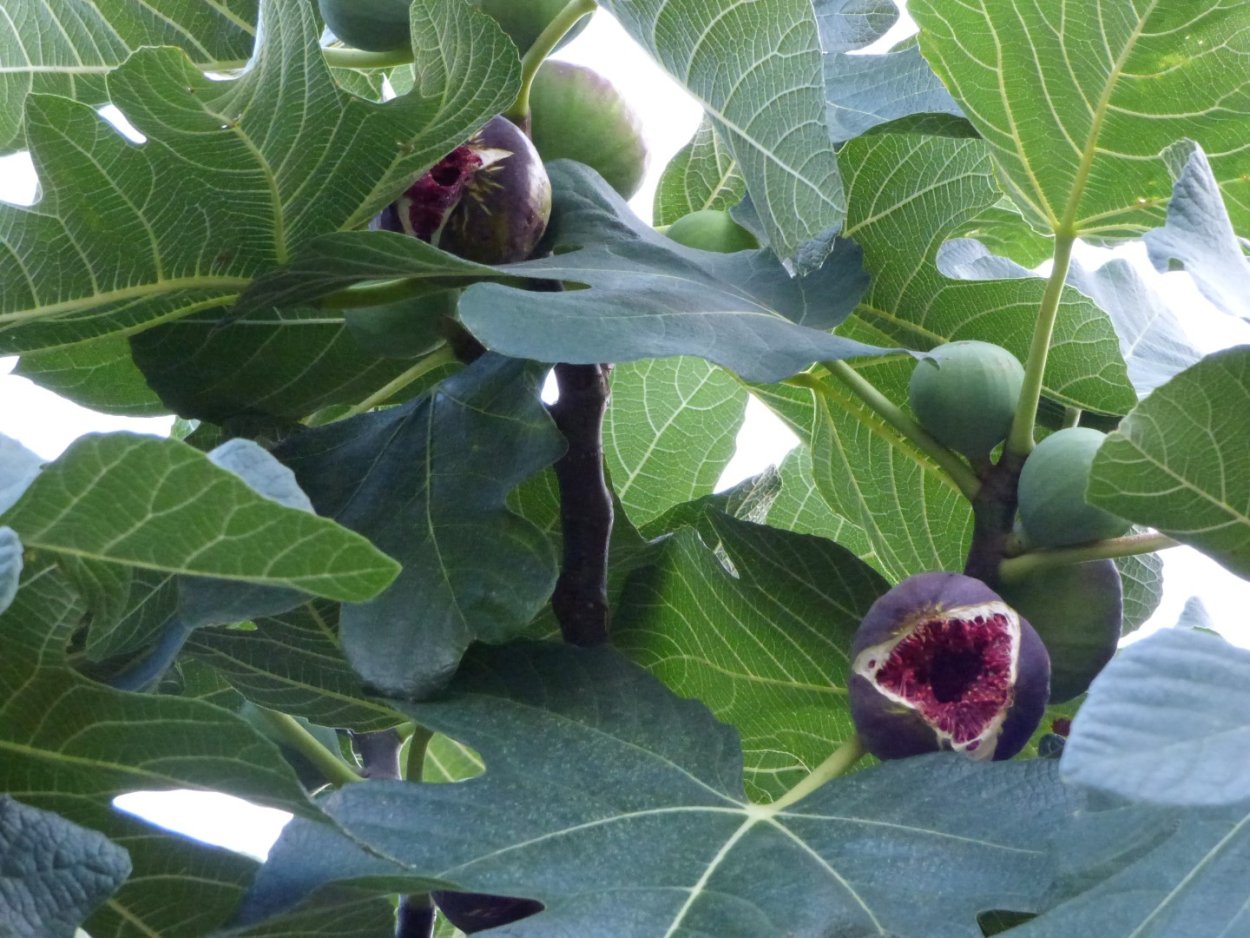 Инжир растение