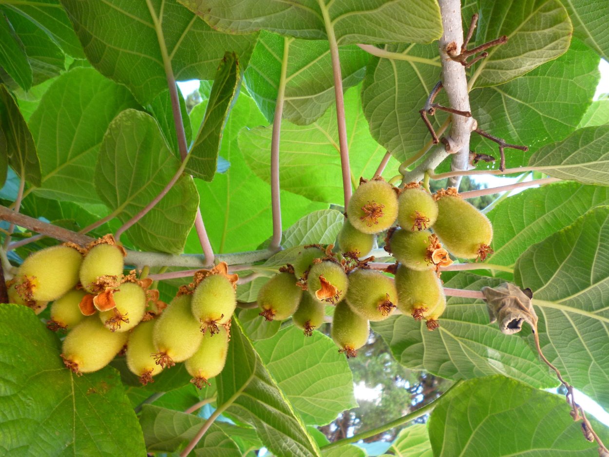 Инжир цветет