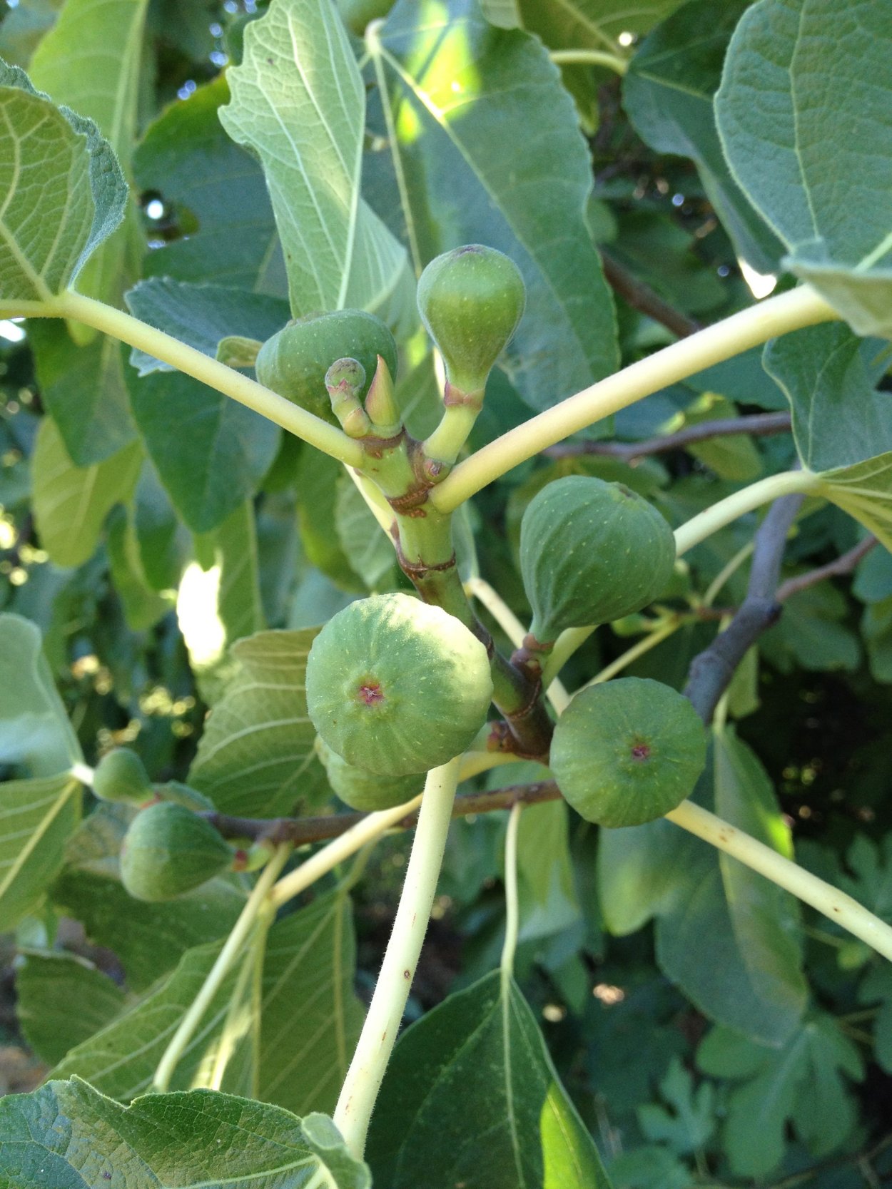 Абиссинская смоковница