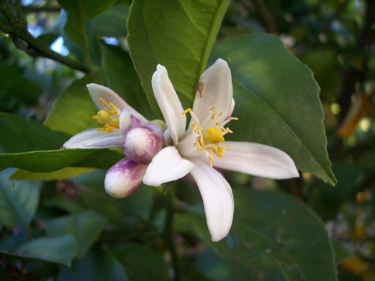 Смоковница цветение