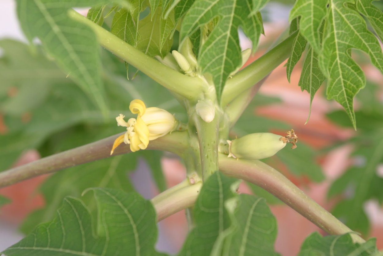 Папа́йя (carica)