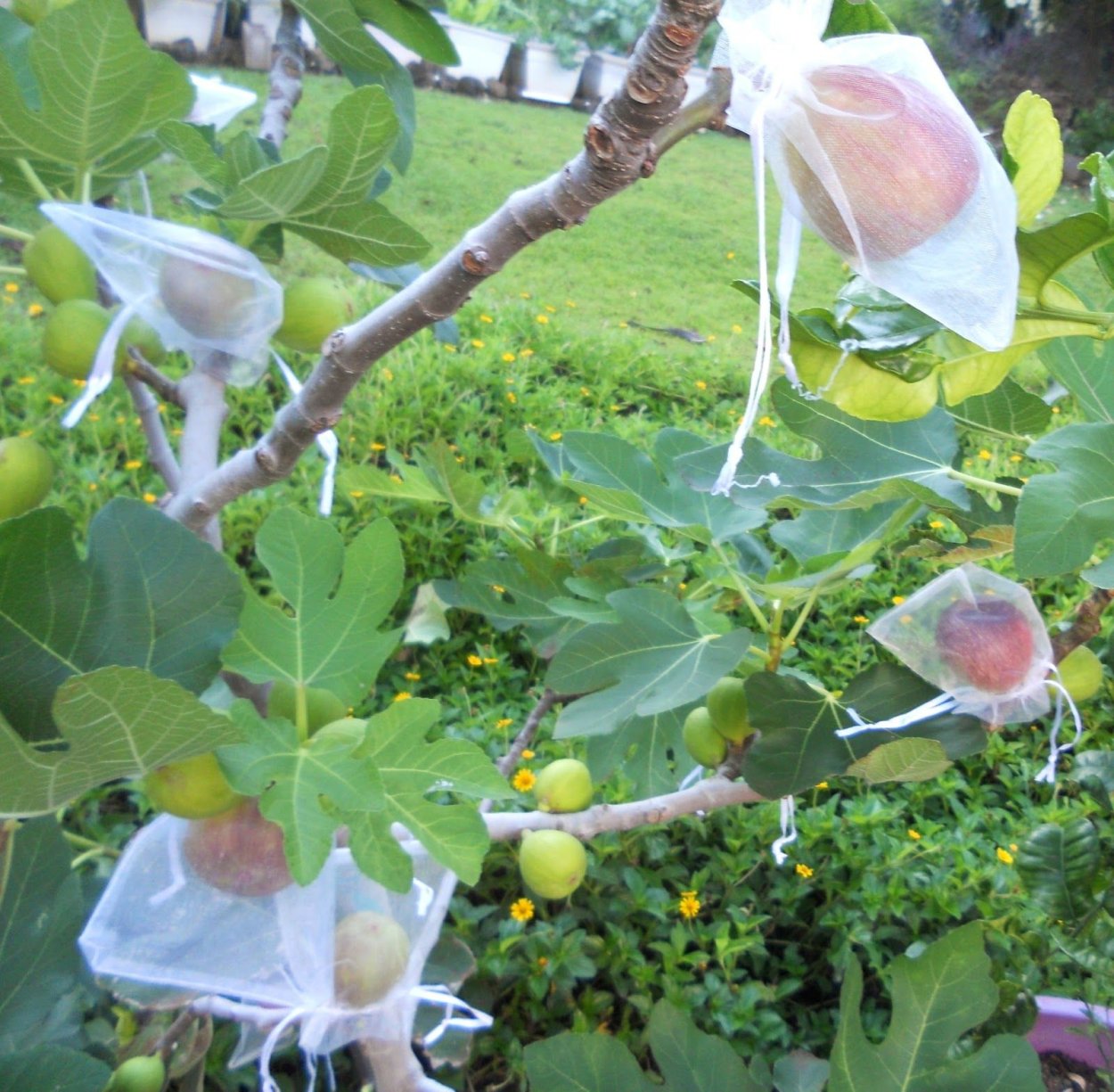 Инжир цветет