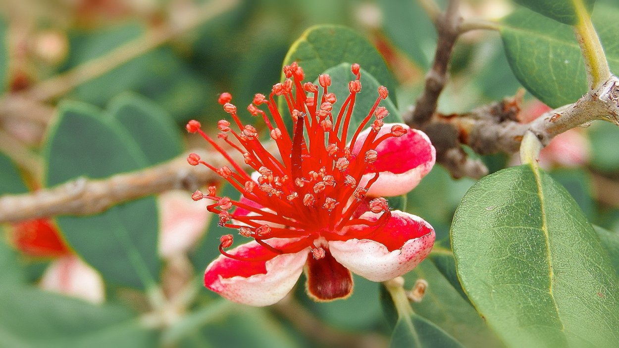 Цветок фейхоа