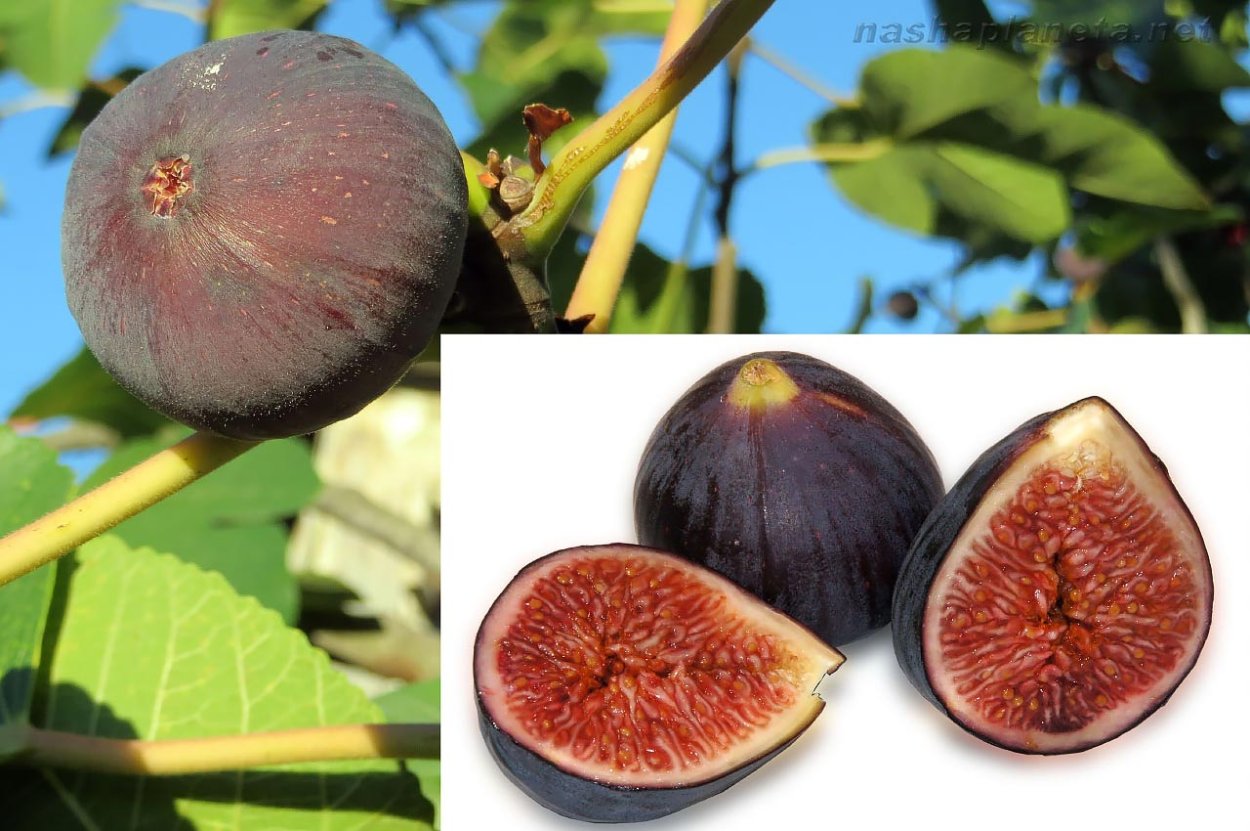 Инжир турецкий Крымский