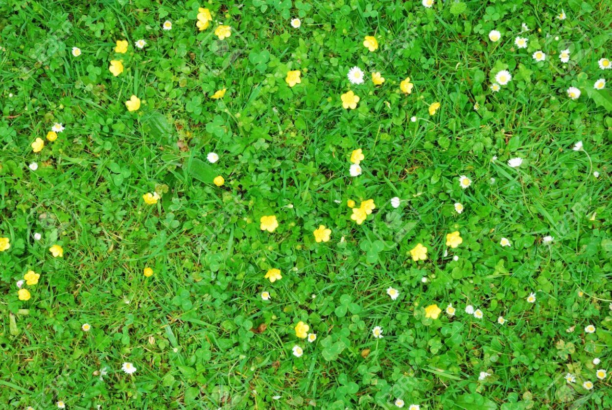 Поляна трава вид сверху