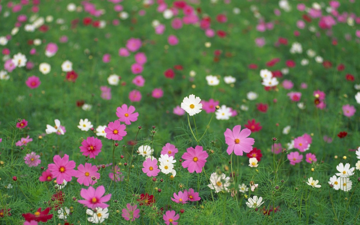 Цветочная Поляна