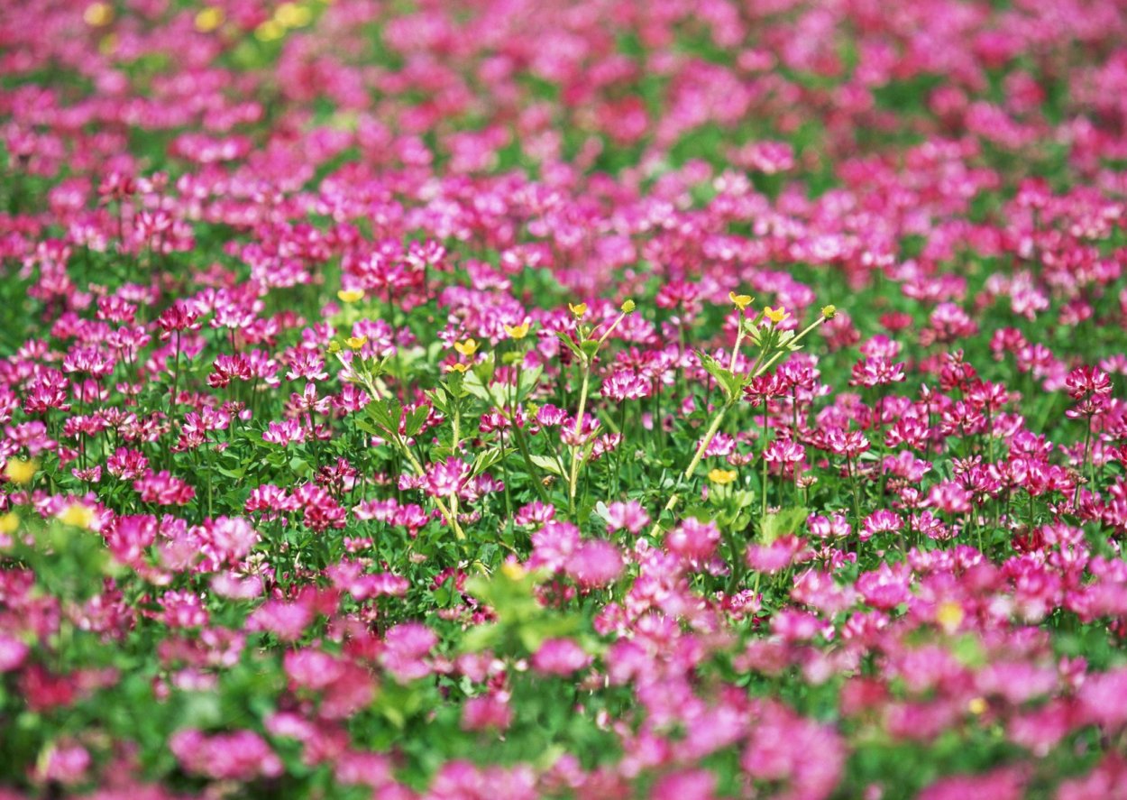 Поляна с розовыми цветами