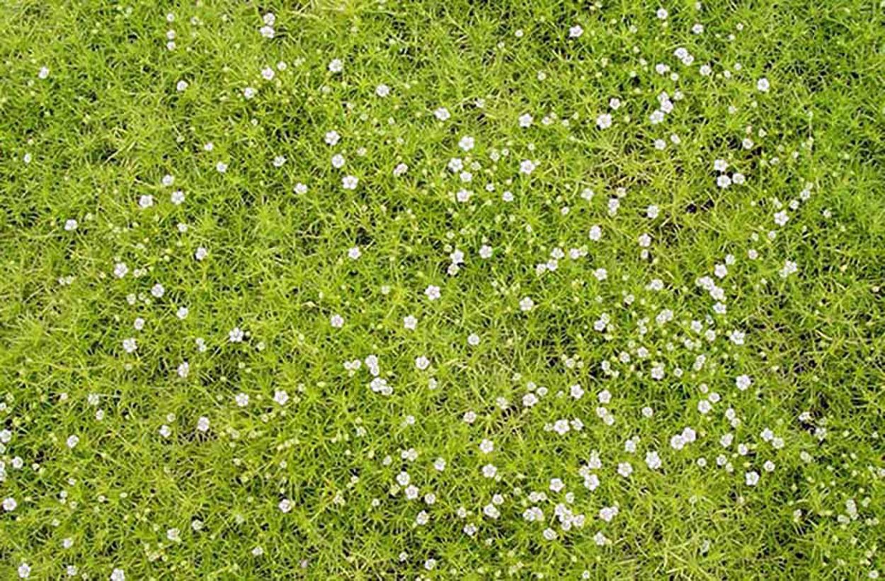 Мшанка шиловидная Ауреа