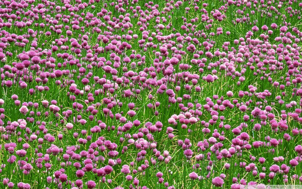 Клевер Луговой красный поле