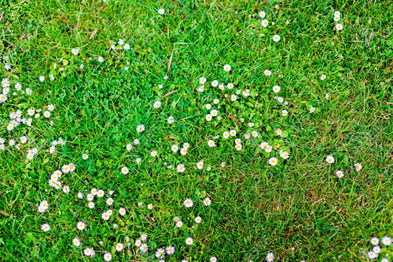 Газон с маргаритками