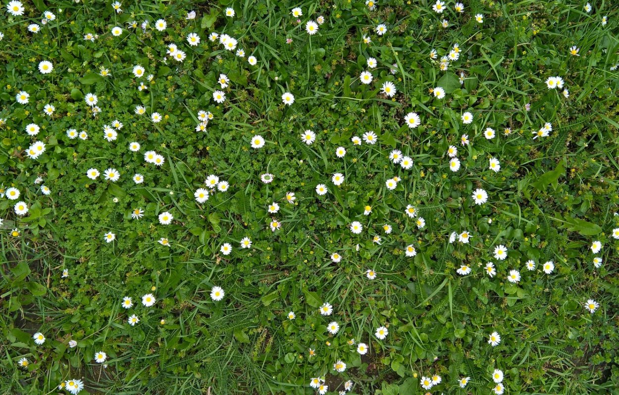 Поляна вид сверху