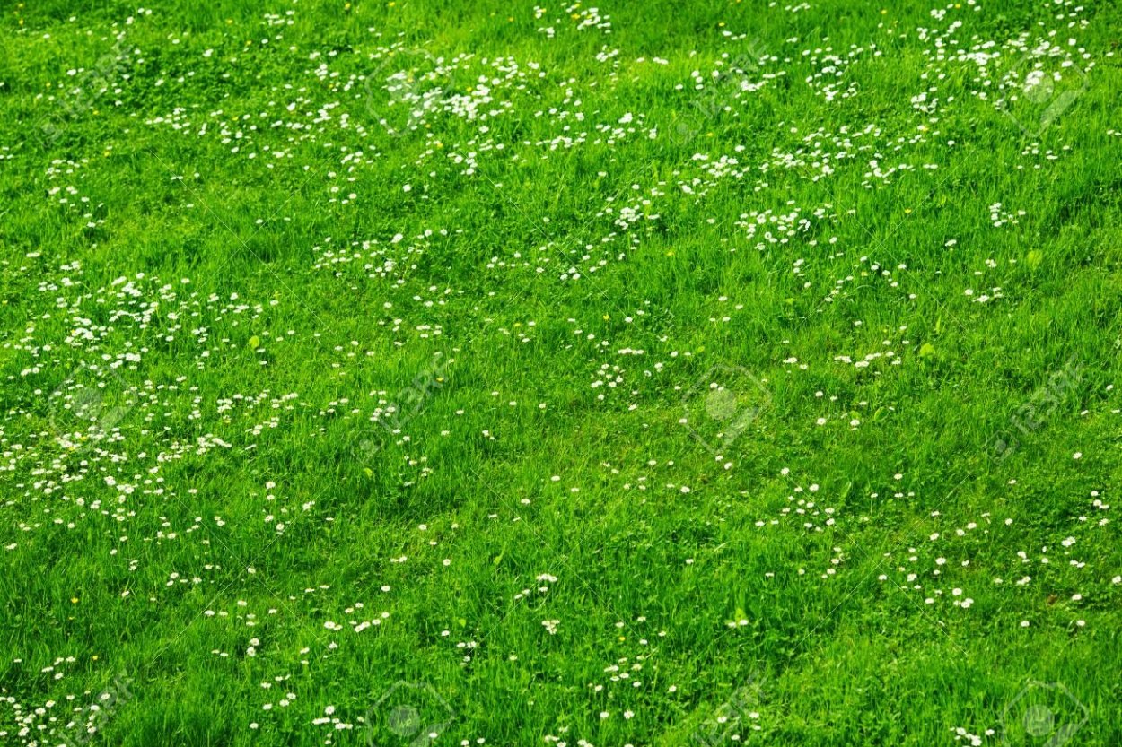 Поляна вид сверху