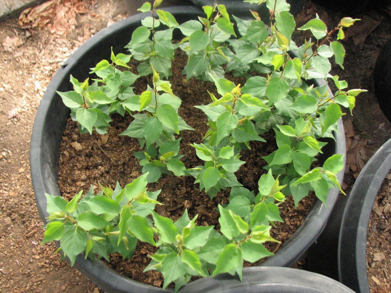 Росток абрикоса