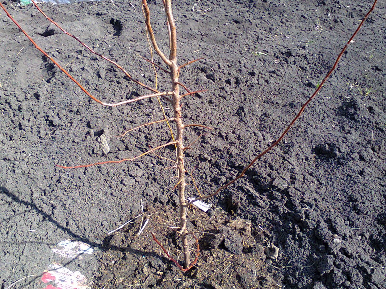 Слива Росток из косточки