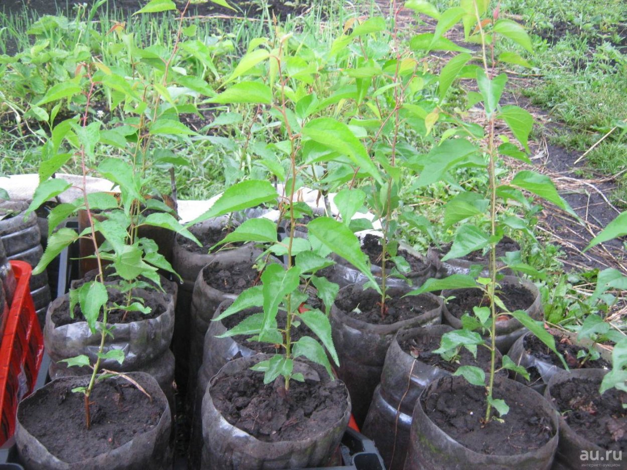 Саженец абрикоса однолетка