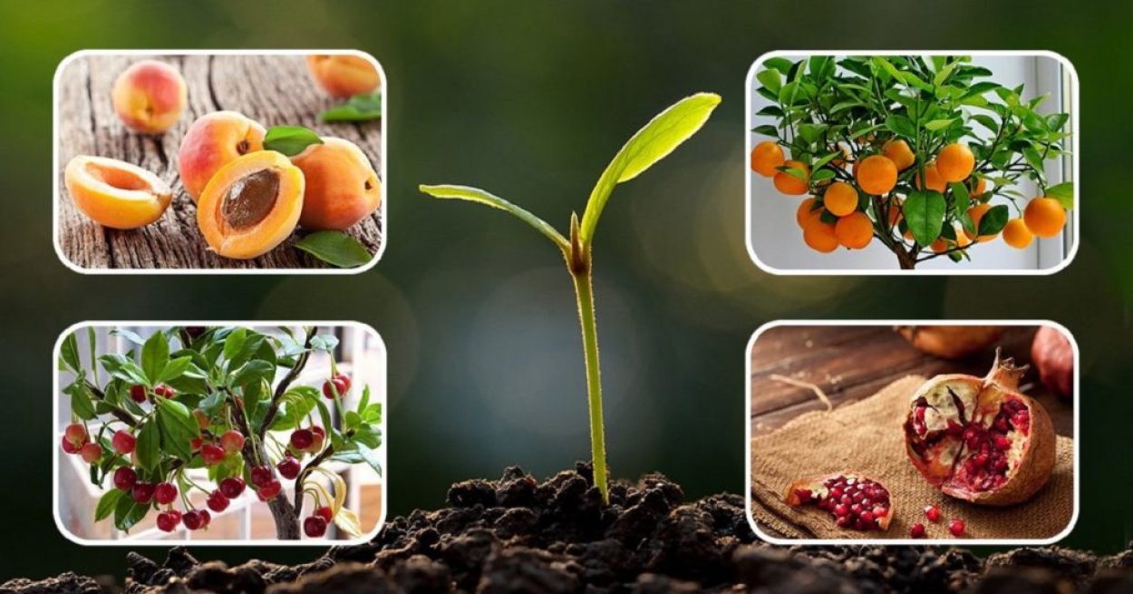 Растение из косточки