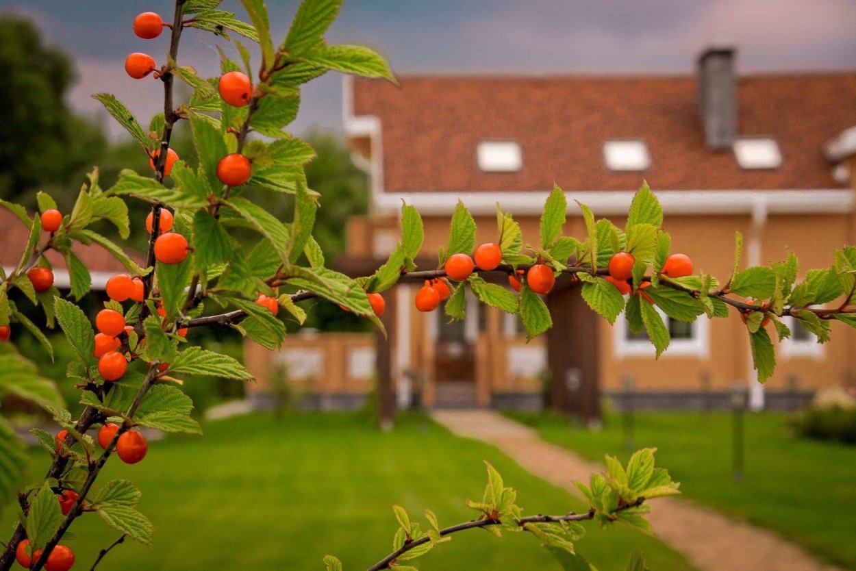 Плодово-ягодные кустарники